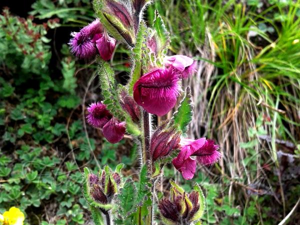 Hairy-Tongue Lousewort